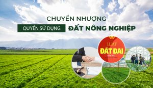 Điều kiện chuyển nhượng quyền sử dụng đất nông nghiệp